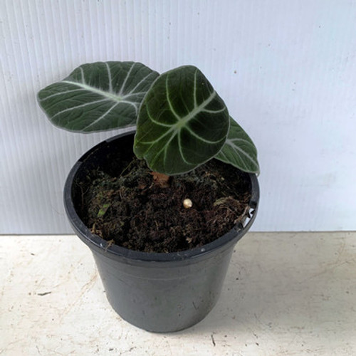 Alocasia amazonica 130 mm