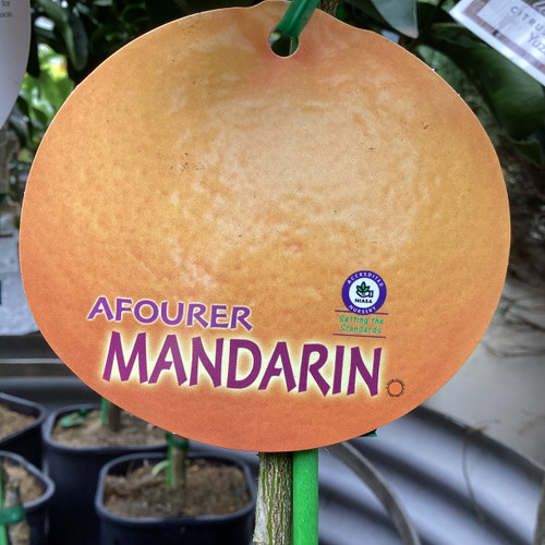 Citrus reticulata 'Afourer Mandarin' 165 mm