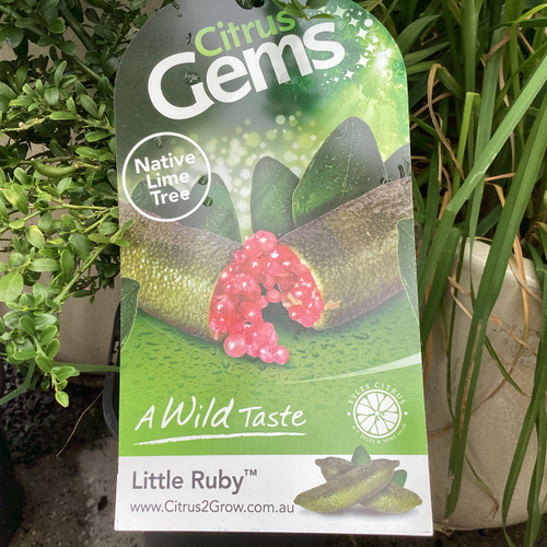 Finger Lime 'Little Ruby' 165 mm