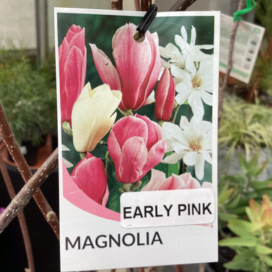Magnolia 'Early Pink' 250 mm
