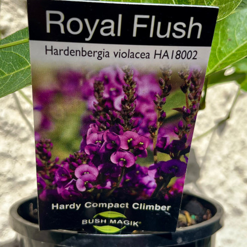 Hardenbergia violacea 'Royal Flush'  140 mm