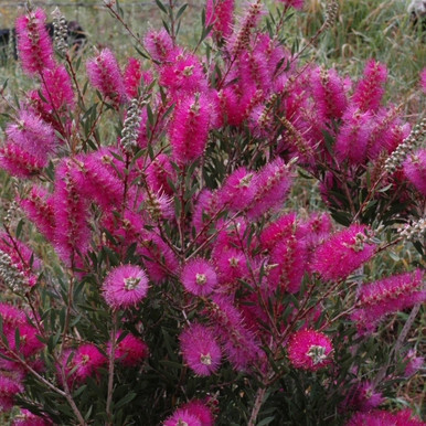 Callistemon 'Purple Splendour' 250 mm