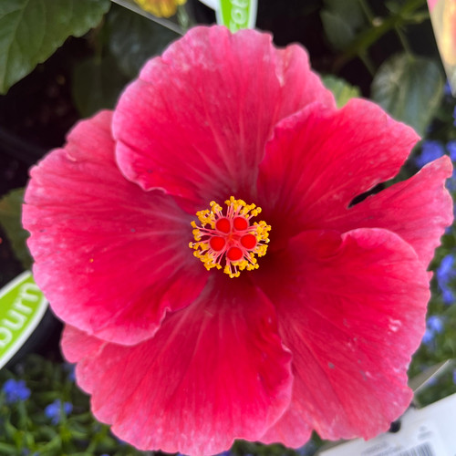 Hibiscus 'Dark Graces' 200 mm