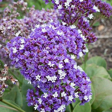 Limonium Gmelinii 'Dazzle Rocks' 140 mm
