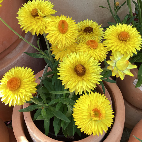 Bracteantha 'Mohave Yellow' 140 mm