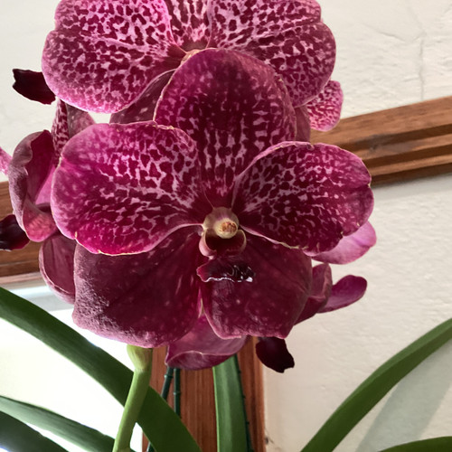 Orchid Vanda Red 125 mm