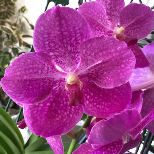 Orchid Vanda Pink 125 mm