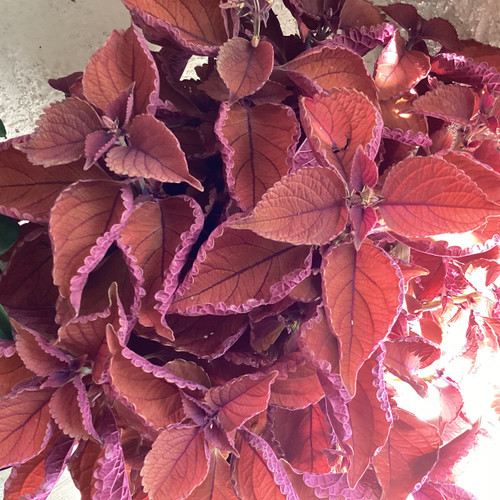 Coleus 'Wall Street'