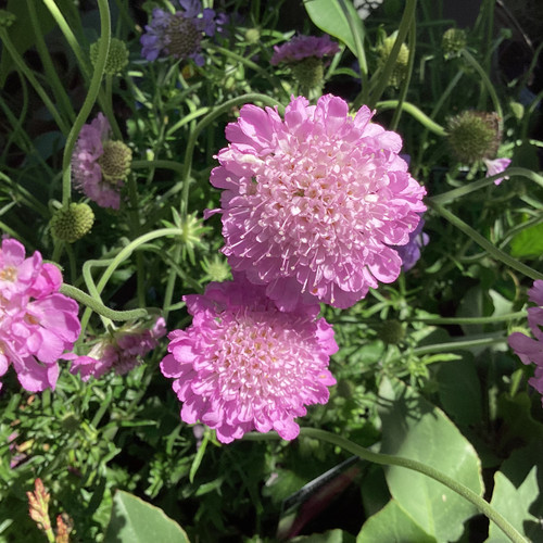 Scabiosa 'Candy Pink'