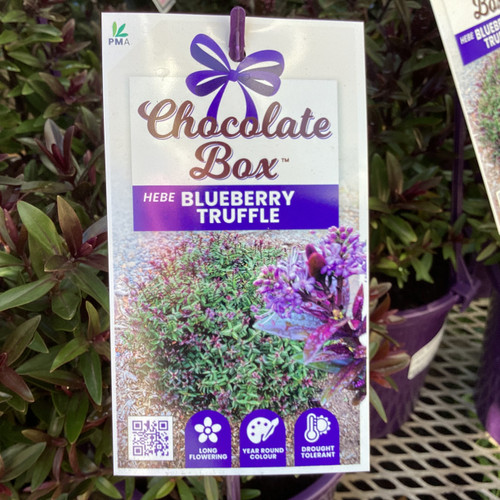 Hebe 'Blueberry Truffle' 140 mm
