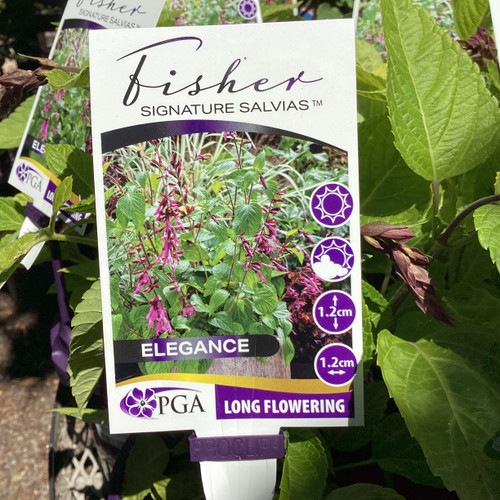 Salvia 'Fisher Elegance' 140 mm