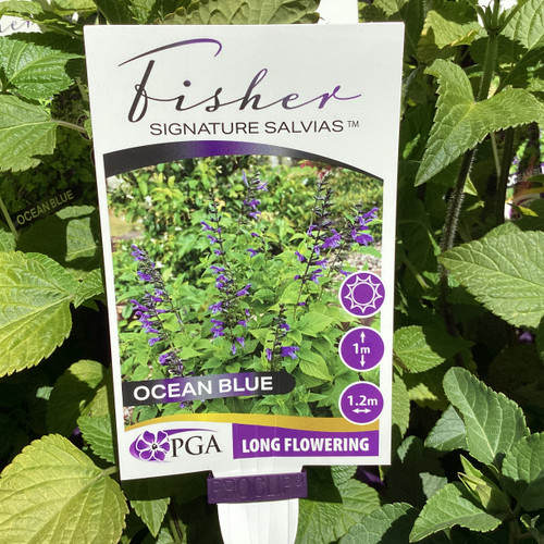 Salvia 'Fisher Ocean Blue' 140 mm