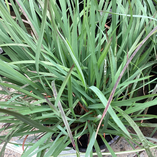 Schizachyrium 'Blue Heaven'