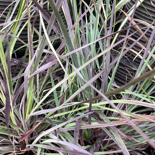 Schizachyrium 'Blue Paradise'
