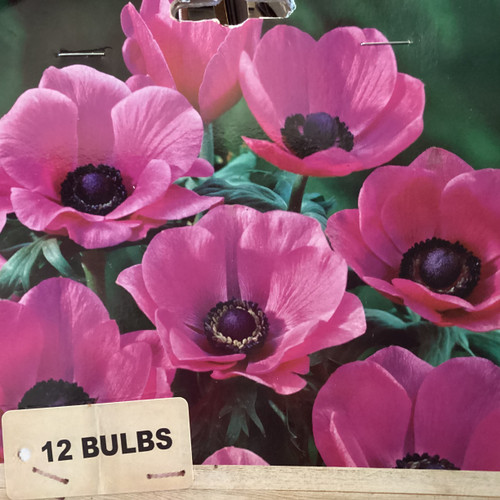 Anemone 'Cottage Pink' 12pk Packet