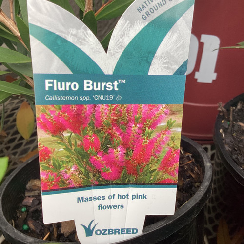 Callistemon 'Fluro Burst' 140 mm