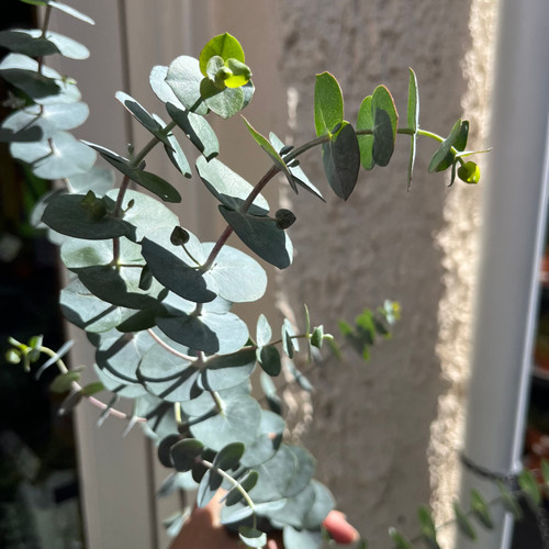 Eucalyptus pulverulenta 'Baby Blue' 200 mm