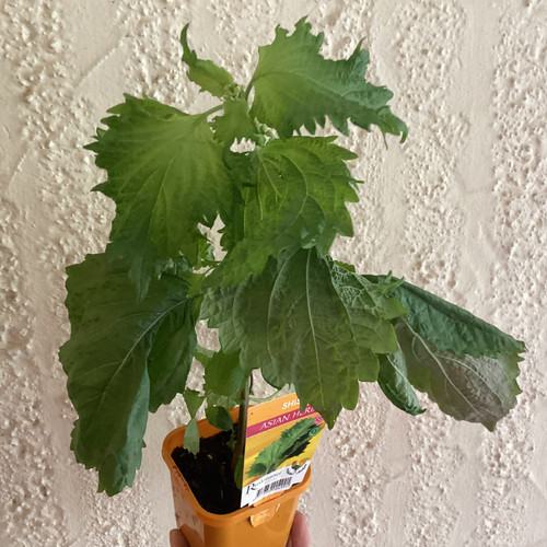 Shiso Greens 100 mm