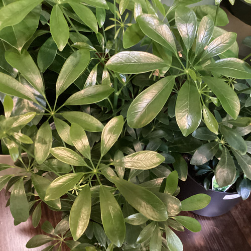 Schefflera arboricola Pittmas Pride 200 mm