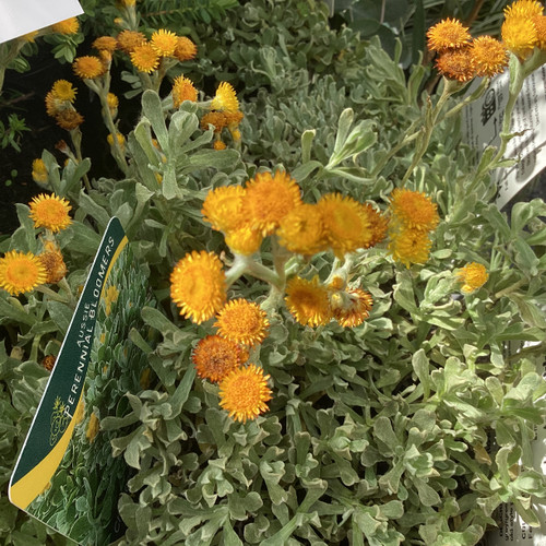 Chrysocephalum 'Yellow Mat' 140 mm