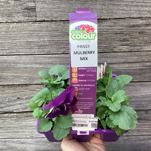 Easy Colour Pansy Mulberry Mix Punnet