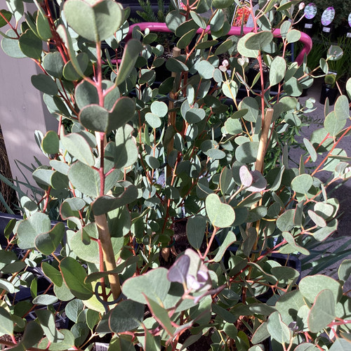 Eucalyptus websteriana 140 mm