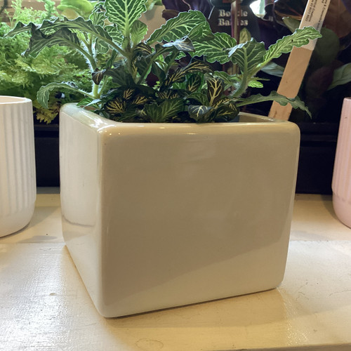 Dol Square White D10