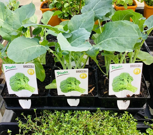 Broccoli F1 100 mm