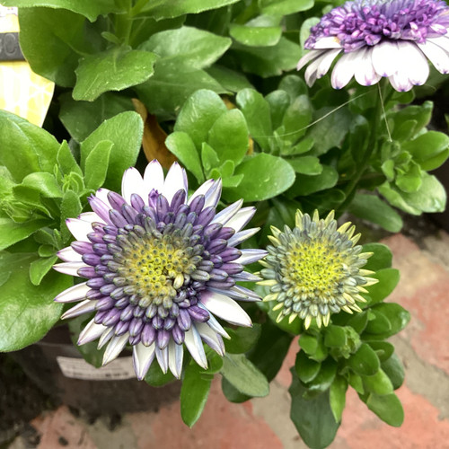 Osteospermum '3D Blueberry Shake' 200 mm