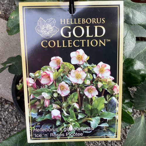 Hellebore 'Ice n Roses Picotee' 200 mm