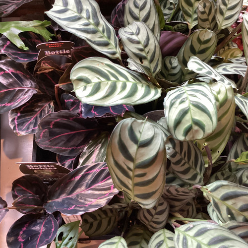 Calathea & Cnenanthe Indoor Plant Assorted 70 mm