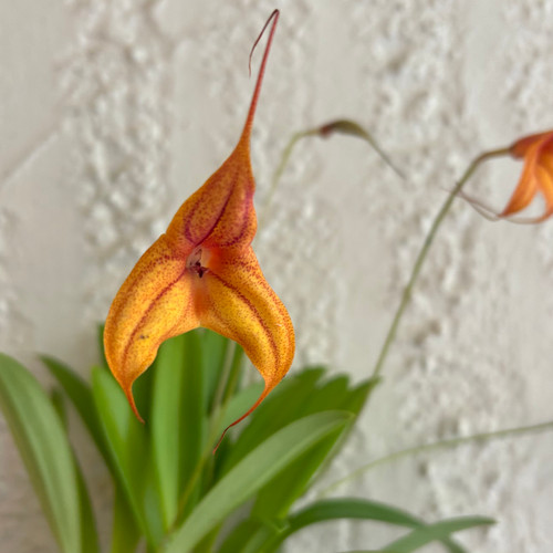 Orchid- Masdevallia Sml Planter