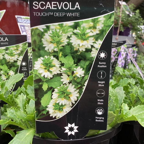 Scaevola 'Touch Deep White' 140 mm