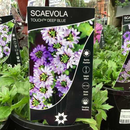Scaevola 'Touch Deep Blue' 140 mm