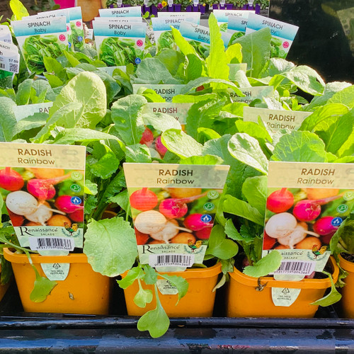 Radish 'Rainbow Mix'