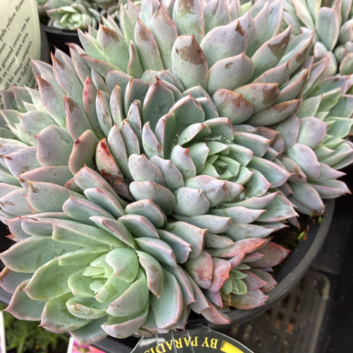 Echeveria 'Violet Queen' 130 mm