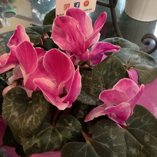 Pink Cyclamen 140 - 150Mm 150 mm
