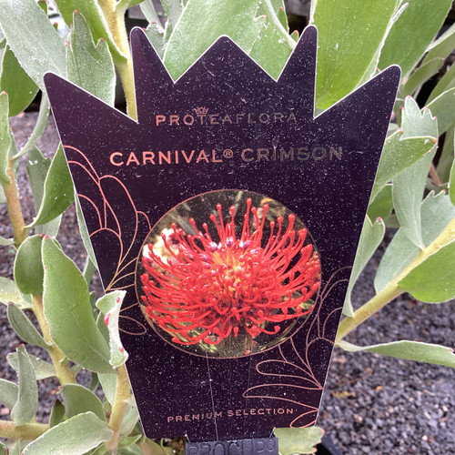 Leucospermum 'Carnival Crimson' 180 mm