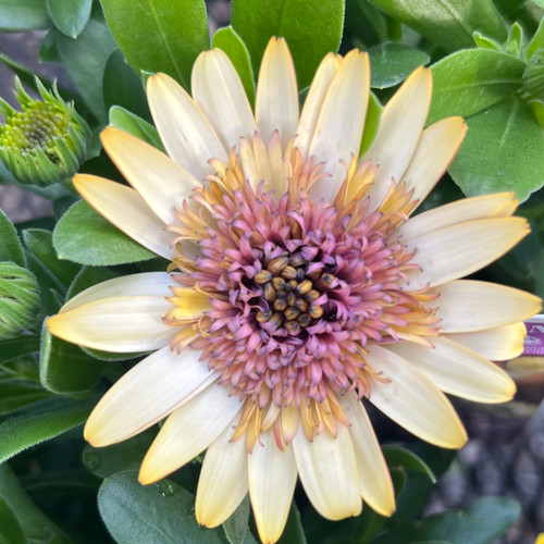 Osteospermum 'Double Yellow' 150 mm