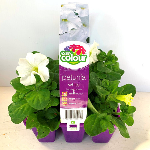 Easy Colour - Petunia White