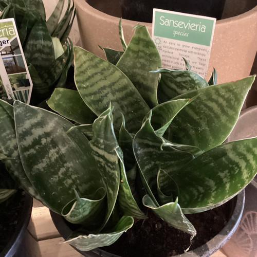 Sansevieria 'White Tiger' 200 mm