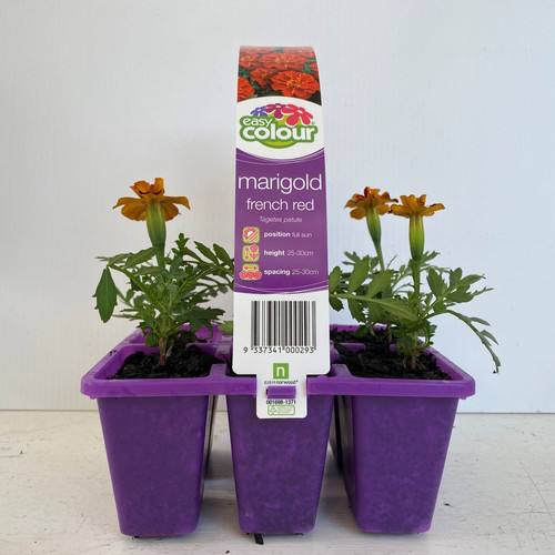 Easy Colour - Marigold French Red