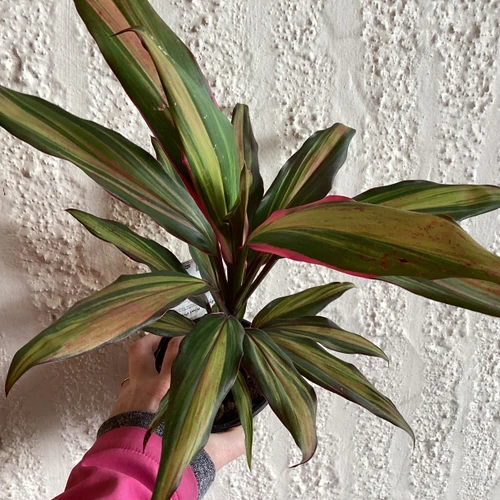 Cordyline 'Kiwi Pride' 130 mm