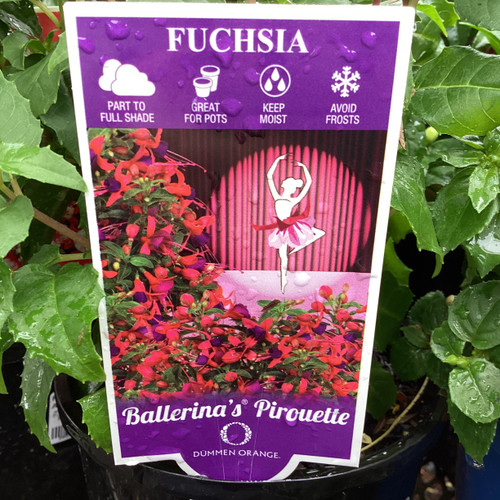 Fuchsia 'Ballerina Pirouette' 140 mm