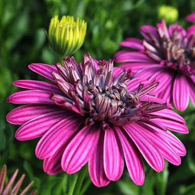 Osteospermum '3D Orange' 150 mm