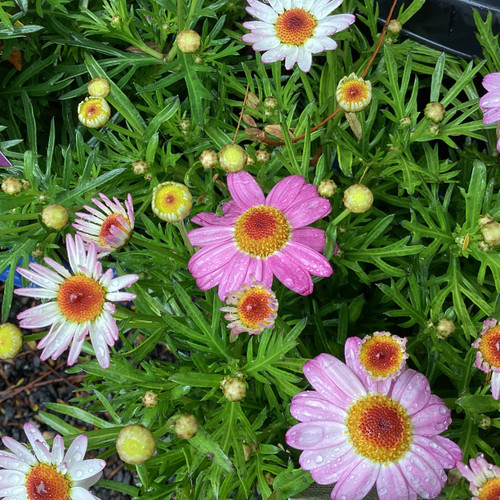 Argyranthemum 'Elite Starlight' 140 mm