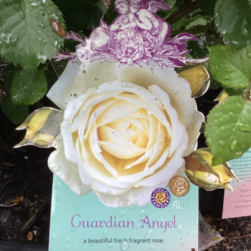 Rosa 'Guardian Angel' 200 mm