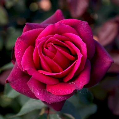 Rosa 'Just Joey' 200 mm