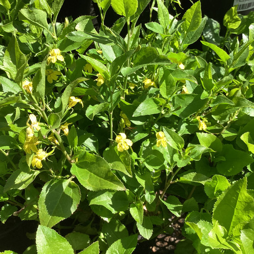 Goodenia 'Little Goodie' 140 mm