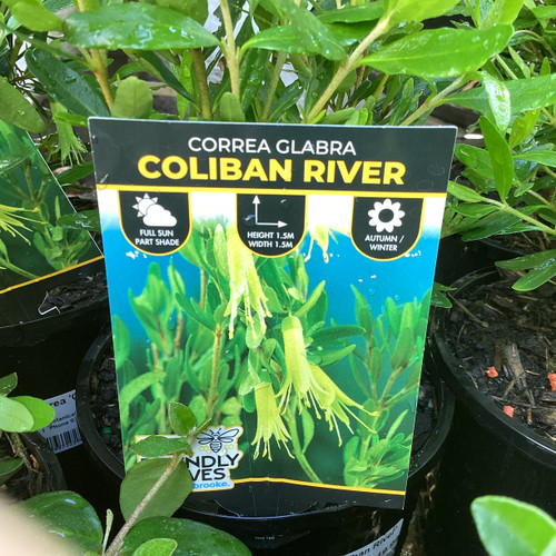 Correa 'Coliban River' 140 mm